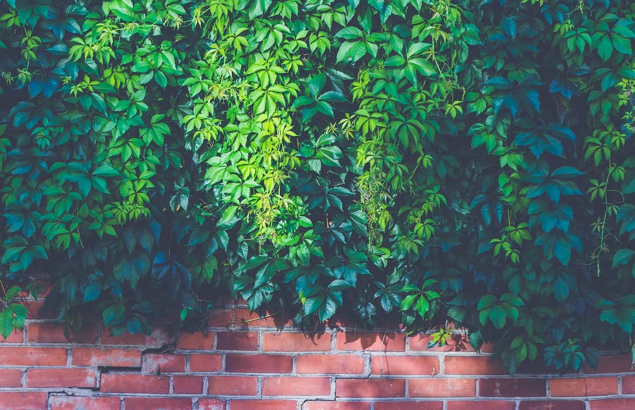 brick wall, leaves, foliage